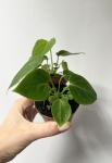 Anthurium veitchii