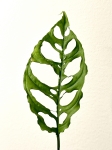 Monstera obliqua Peru liść