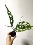 Monstera obliqua Peru
