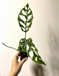 Monstera obliqua Peru