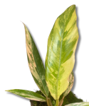 Philodendron Caramel Marble M