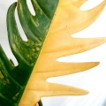 Philodendron Caramel Marble