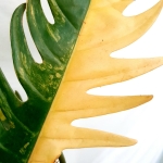 Philodendron Caramel Marble