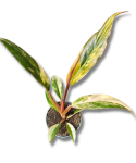 Philodendron Caramel Marble