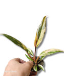Philodendron Caramel Marble