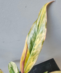 Philodendron Caramel Marble