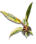 Philodendron Caramel Marble
