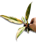 Philodendron Caramel Marble