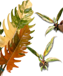 Philodendron Caramel Marble