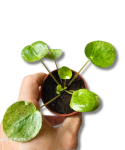 Pilea Mojito