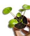 Pilea Mojito