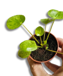 Pilea Mojito
