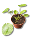 Pilea Mojito