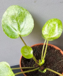 Pilea Mojito