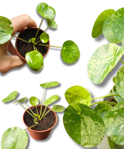 Pilea "Moon Valley" (1)