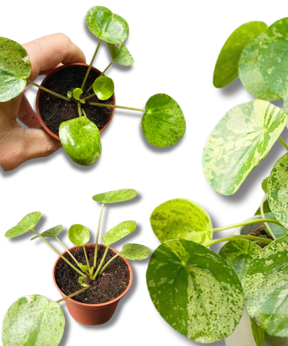 Pilea Mojito