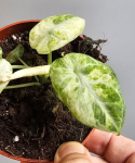 Alocasia Ninja Tricolor Variegata