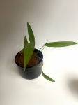 Monstera Tiwintza Narrow M