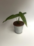 Monstera Tiwintza Narrow M