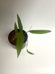 Monstera Tiwintza Narrow M