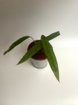 Monstera Tiwintza Narrow M