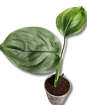 Scindapsus White Monster