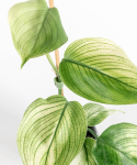Scindapsus White Monster mature