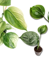 Scindapsus White Monster