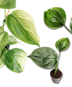 Scindapsus Mayari variegata (1)