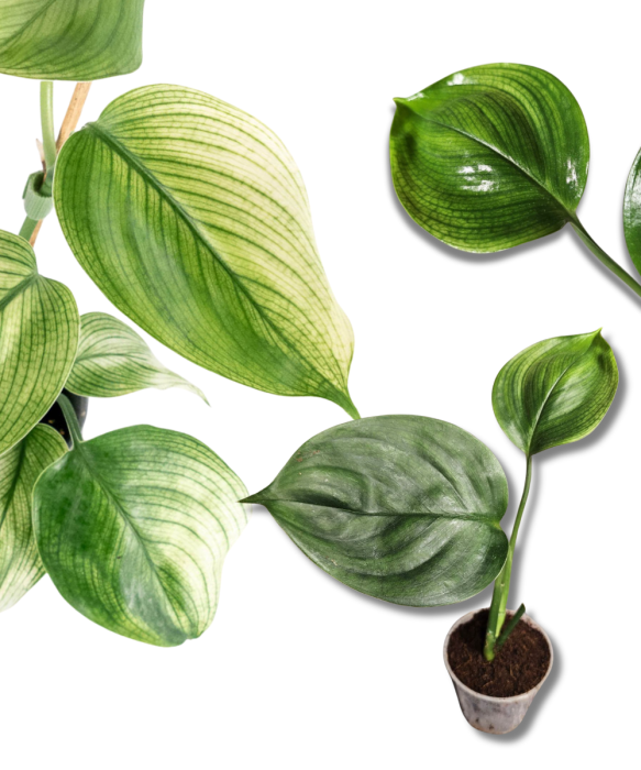 Scindapsus White Monster