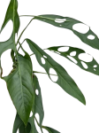 Monstera obliqua 'Yasuni'