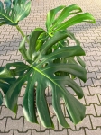 Monstera deliciosa Big Form - XXL