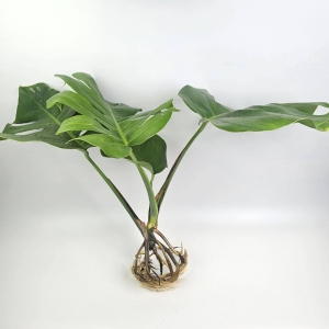 Monstera deliciosa Big Form - ukorzeniony szczyt