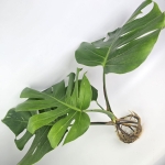 Monstera deliciosa Big Form - ukorzeniony szczyt