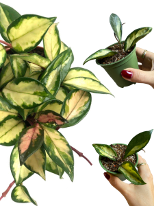Hoya carnosa tricolor (1)