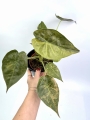 Alocasia wentii aurea