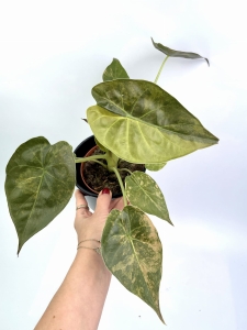 Alocasia wentii aurea