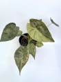 Alocasia wentii aurea