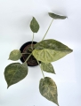 Alocasia wentii aurea