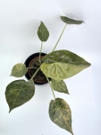 Alocasia wentii aurea