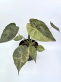 Alocasia wentii aurea