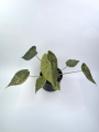 Alocasia wentii aurea