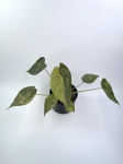 Alocasia wentii aurea