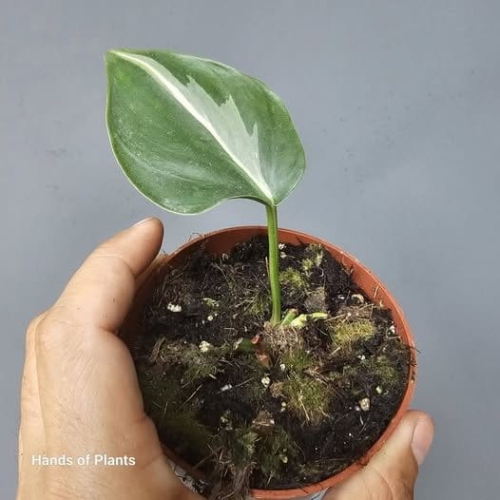 Philodendron Rio / Silver Splash - ukorzeniony węzeł