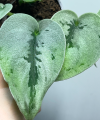 Scindapsus Sparkling Borneo