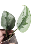 Scindapsus Sparkling Borneo S