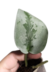 Scindapsus Sparkling Borneo S
