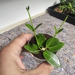 Hoya cumingiana S