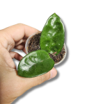 Hoya Krinkle 8