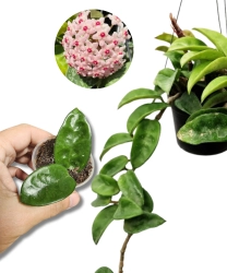 Hoya Krinkle 8